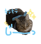 ねこのとらじ（個別スタンプ：18）