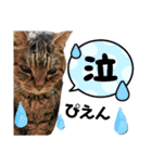 ねこのとらじ（個別スタンプ：20）