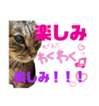 ねこのとらじ（個別スタンプ：21）