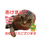 ねこのとらじ（個別スタンプ：22）