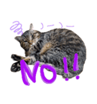ねこのとらじ（個別スタンプ：23）