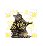 ねこのとらじ（個別スタンプ：24）