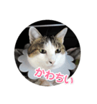 さくペイのスタンプ（個別スタンプ：2）