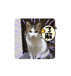 さくペイのスタンプ（個別スタンプ：8）