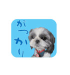 シーズー犬の日常会話 part2（個別スタンプ：1）