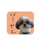 シーズー犬の日常会話 part2（個別スタンプ：3）