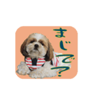 シーズー犬の日常会話 part2（個別スタンプ：4）