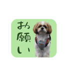 シーズー犬の日常会話 part2（個別スタンプ：7）