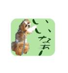 シーズー犬の日常会話 part2（個別スタンプ：8）