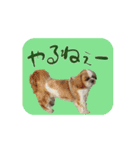 シーズー犬の日常会話 part2（個別スタンプ：9）