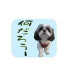 シーズー犬の日常会話 part2（個別スタンプ：11）