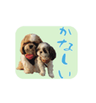 シーズー犬の日常会話 part2（個別スタンプ：14）