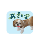 シーズー犬の日常会話 part2（個別スタンプ：15）