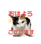 3にゃんの日常スタンプ（個別スタンプ：2）
