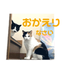 3にゃんの日常スタンプ（個別スタンプ：3）