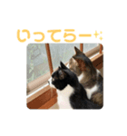 3にゃんの日常スタンプ（個別スタンプ：4）