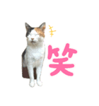 3にゃんの日常スタンプ（個別スタンプ：6）