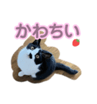 3にゃんの日常スタンプ（個別スタンプ：7）