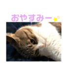 3にゃんの日常スタンプ（個別スタンプ：8）