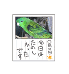えみこのラブリーバード（個別スタンプ：10）