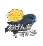 えみこのラブリーバード（個別スタンプ：14）