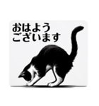 挨拶する白黒猫（個別スタンプ：17）