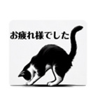 挨拶する白黒猫（個別スタンプ：20）