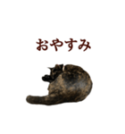 サビ猫のふちどりスタンプ（個別スタンプ：3）