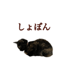 サビ猫のふちどりスタンプ（個別スタンプ：9）