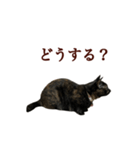 サビ猫のふちどりスタンプ（個別スタンプ：26）