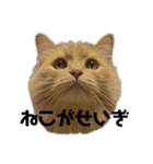 おっきいもふもふもふ（個別スタンプ：2）