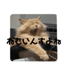 おっきいもふもふもふ（個別スタンプ：17）
