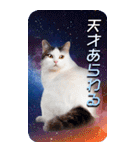 毎日面白い宇宙猫【BIGスタンプ】（個別スタンプ：25）