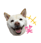 FiveStar柴犬（個別スタンプ：1）