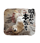 FiveStar柴犬（個別スタンプ：5）