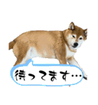 FiveStar柴犬（個別スタンプ：17）