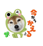 FiveStar柴犬（個別スタンプ：18）