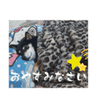 FiveStar柴犬（個別スタンプ：26）