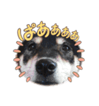 FiveStar柴犬（個別スタンプ：27）