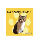 ちゃたろうとゆかいななかまたちスタンプ（個別スタンプ：2）