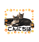 ちゃたろうとゆかいななかまたちスタンプ（個別スタンプ：4）