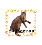 ちゃたろうとゆかいななかまたちスタンプ（個別スタンプ：5）