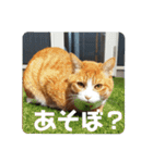 こばんとぽんずは猫界で一番可愛い2（個別スタンプ：11）