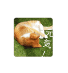 こばんとぽんずは猫界で一番可愛い2（個別スタンプ：14）