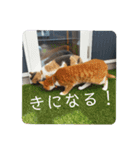 こばんとぽんずは猫界で一番可愛い2（個別スタンプ：16）