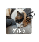 こばんとぽんずは猫界で一番可愛い2（個別スタンプ：17）