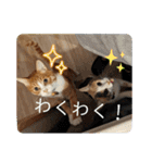 こばんとぽんずは猫界で一番可愛い2（個別スタンプ：29）