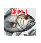 表情豊かな魚たち（個別スタンプ：1）