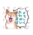 勢いだけで会話する柴犬（個別スタンプ：8）