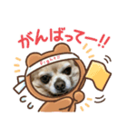 ゆりんかのチワわんこ8（個別スタンプ：6）